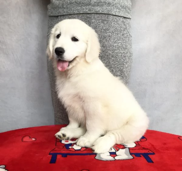BELLISSIMI CUCCIOLI DI GOLDEN | Foto 0