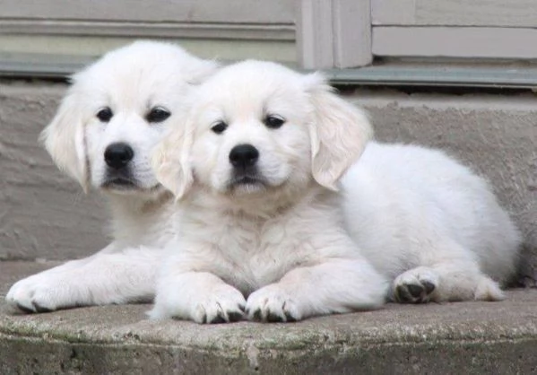 Cuccioli Golden Retriever | Foto 0