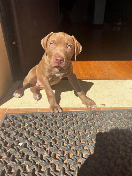 In regalo PITBULL | Foto 0