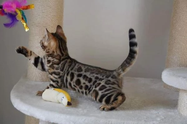 Cuccioli di gatto Bengala