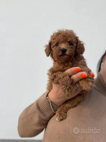 barboncino toy | Foto 1