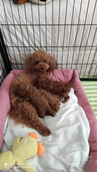 barboncino toy | Foto 0