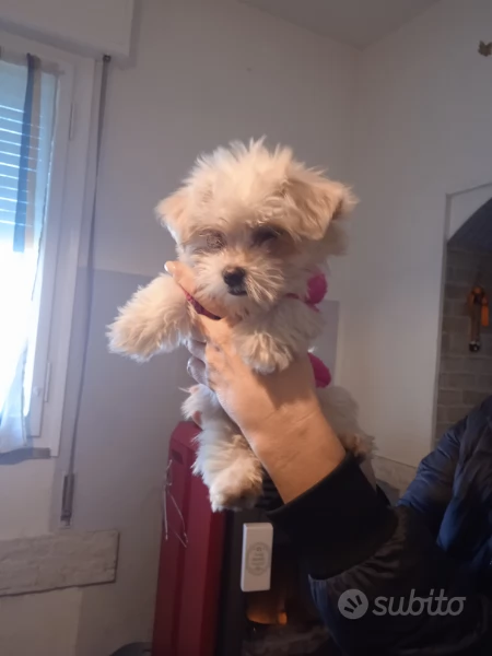 cucciolo di maltese   | Foto 1