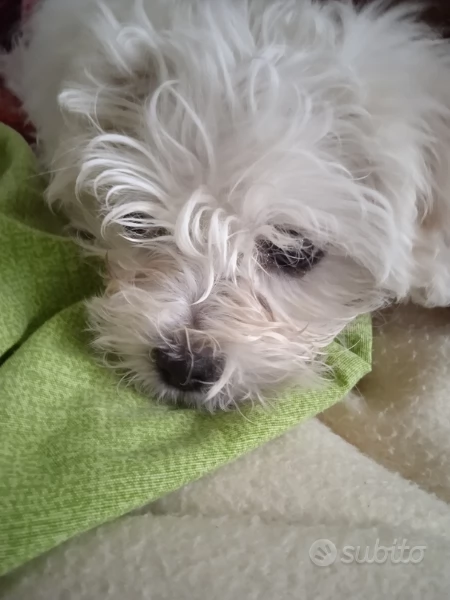 cucciolo di maltese   | Foto 0