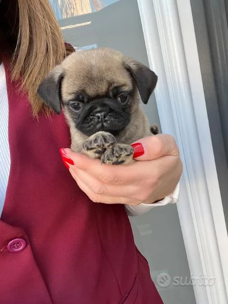 carlino cuccioli | Foto 1