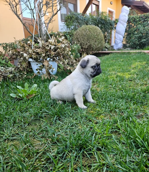 carlino cuccioli | Foto 0