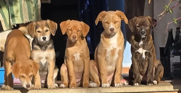 cuccioli e mamma Dogo