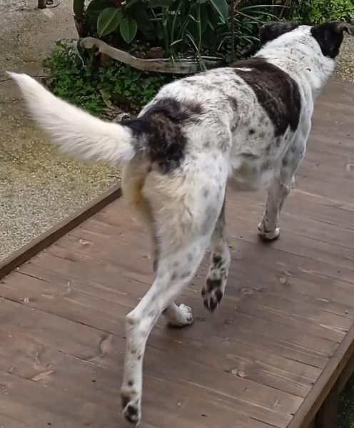 cane grande | Foto 4