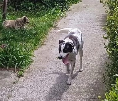 cane grande | Foto 3