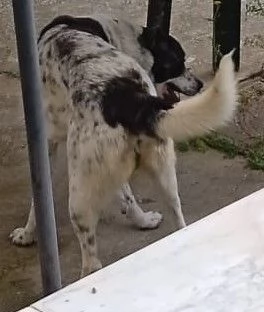 cane grande | Foto 2