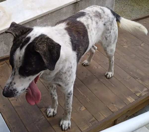 cane grande | Foto 1