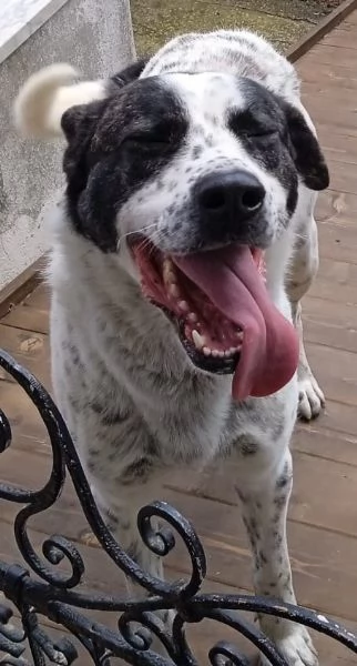 cane grande | Foto 0