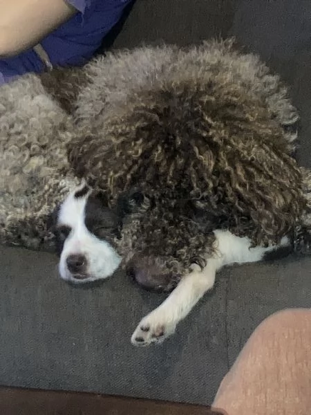 Regalo Cuccioli incrocio Pitbull-Lagotto Romagnolo