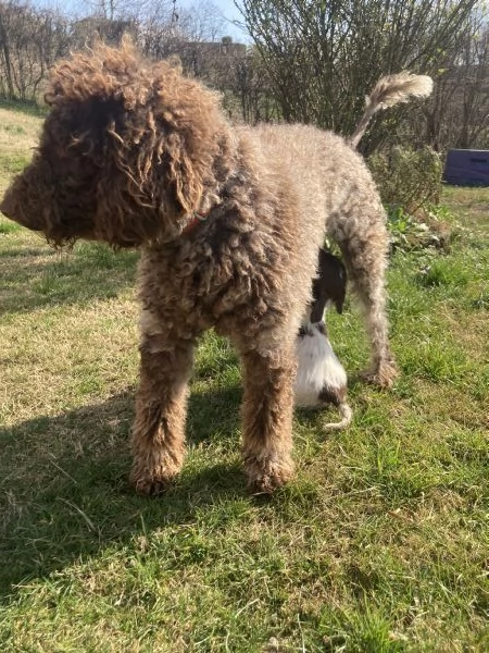 Regalo Cuccioli incrocio Pitbull-Lagotto Romagnolo | Foto 5