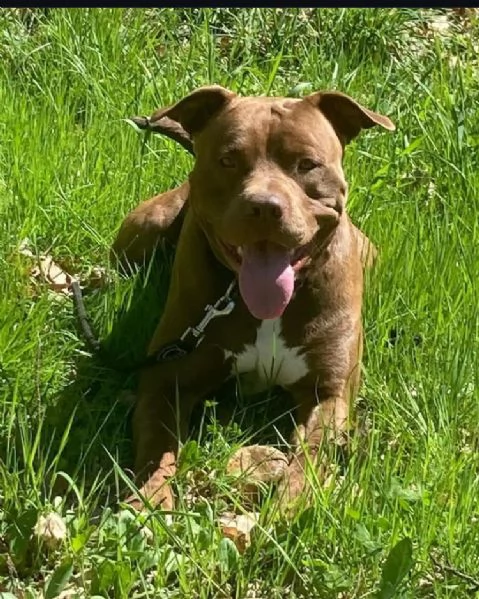 Regalo Cuccioli incrocio Pitbull-Lagotto Romagnolo | Foto 4