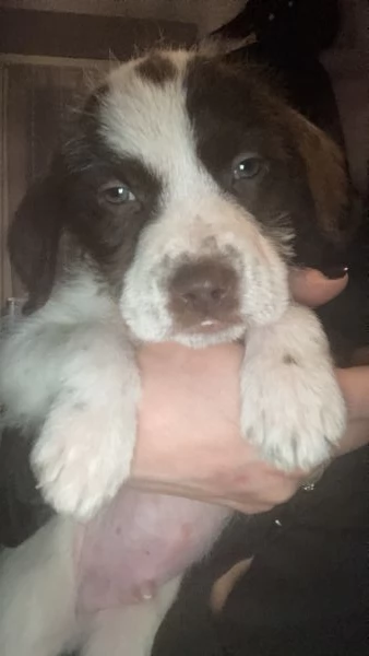 Regalo Cuccioli incrocio Pitbull-Lagotto Romagnolo | Foto 3