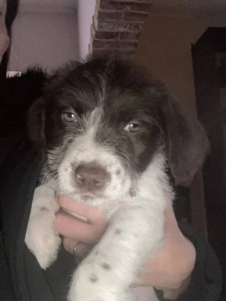 Regalo Cuccioli incrocio Pitbull-Lagotto Romagnolo | Foto 2