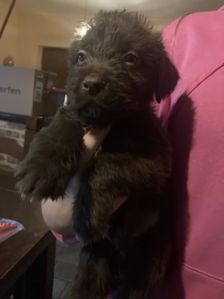 Regalo Cuccioli incrocio Pitbull-Lagotto Romagnolo | Foto 1