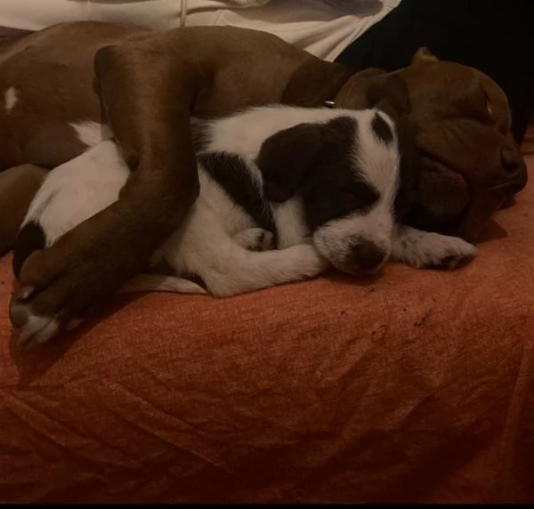 Regalo Cuccioli incrocio Pitbull-Lagotto Romagnolo | Foto 0