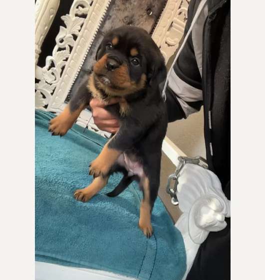 Adozione di cuccioli di rottweiler | Foto 0