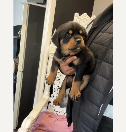 Adozione di cuccioli di rottweiler