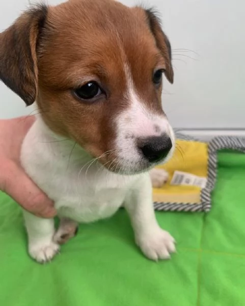 Regala adorabili cuccioli di Jack Russell maschio e femmina | Foto 1