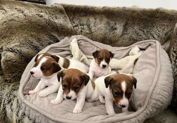 Regala adorabili cuccioli di Jack Russell maschio e femmina
