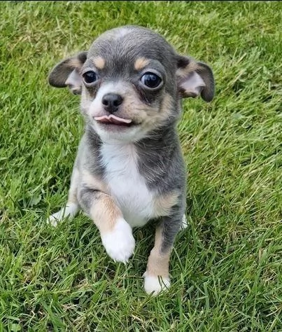 Regala adorabili cuccioli di Chihuahua maschi e femmine | Foto 1