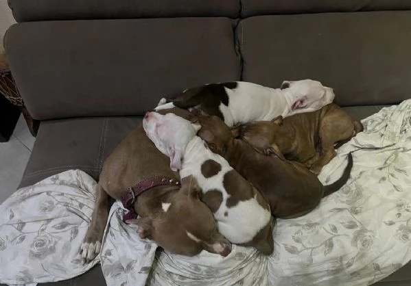 Regala adorabili cuccioli di pitbull maschio e femmina | Foto 2