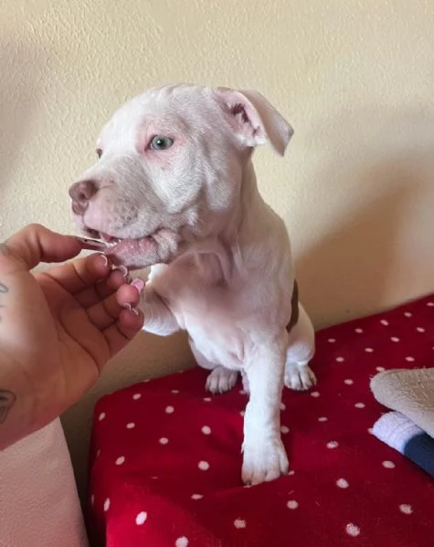 Regala adorabili cuccioli di pitbull maschio e femmina