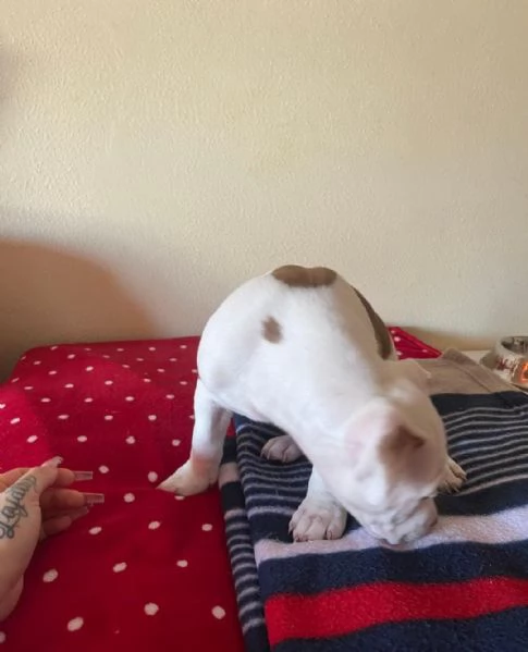 Regala adorabili cuccioli di pitbull maschio e femmina | Foto 1