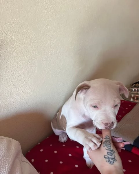 Regala adorabili cuccioli di pitbull maschio e femmina | Foto 0