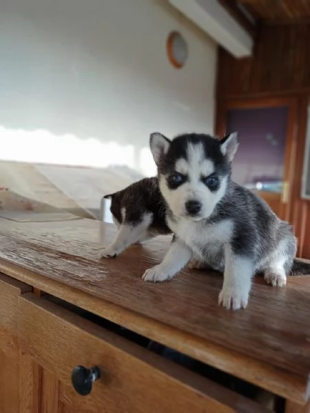 Regala adorabili cuccioli di Husky maschi e femmine
