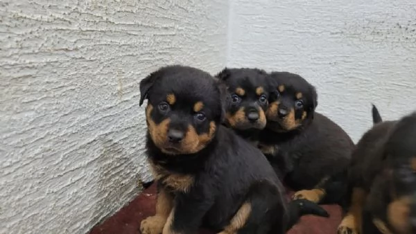 Regala adorabili cuccioli di Rottweiler maschio e femmina | Foto 2