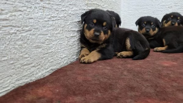 Regala adorabili cuccioli di Rottweiler maschio e femmina | Foto 1