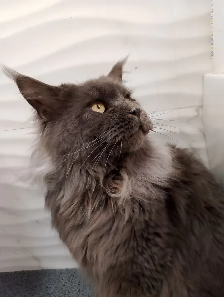 Maine coon maschio 2 anni. | Foto 1