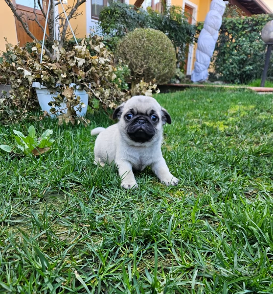 dolce carlino disponibile 