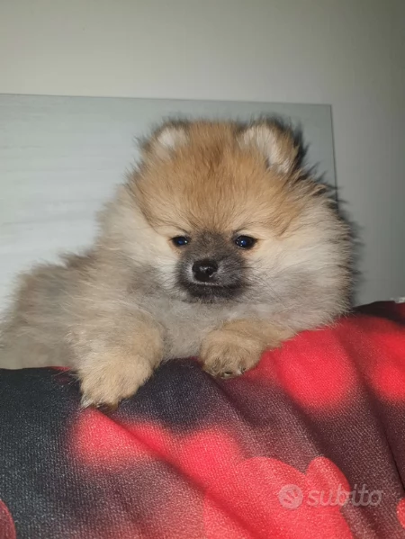 pomeranian toy 