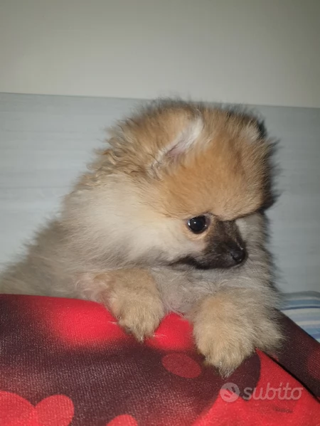 pomeranian toy  | Foto 0