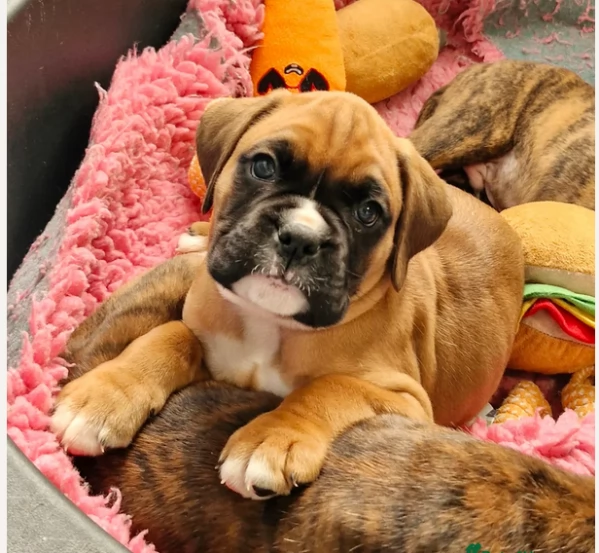 Cuccioli di Boxer in cerca di casa