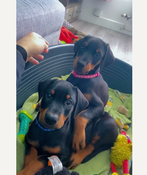 Dobermann tricolore in adozione