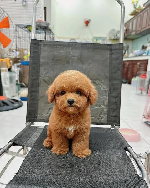 CUCCIOLI DI CANE BARBONCINO TOY | Foto 0