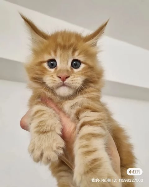 I gatti del Mainecoon sono in vendita