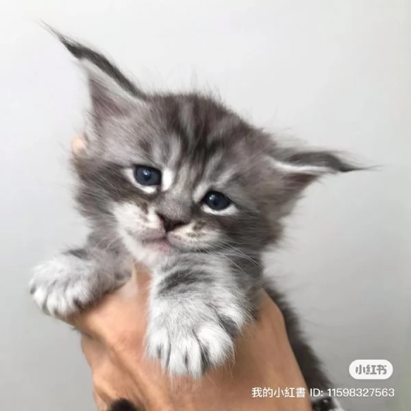 Disponibili bellissimi gatti Mainecoon