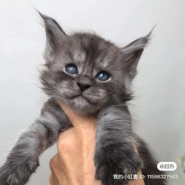 Disponibili simpatici gatti del Mainecoon