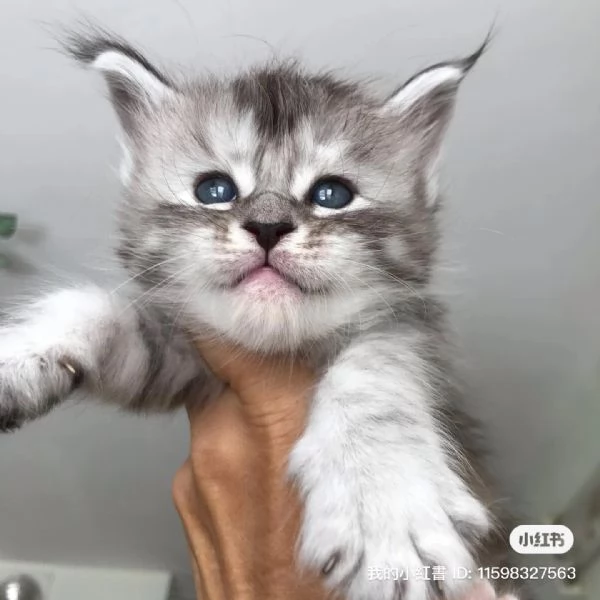 Adorabili gatti del Mainecoon.