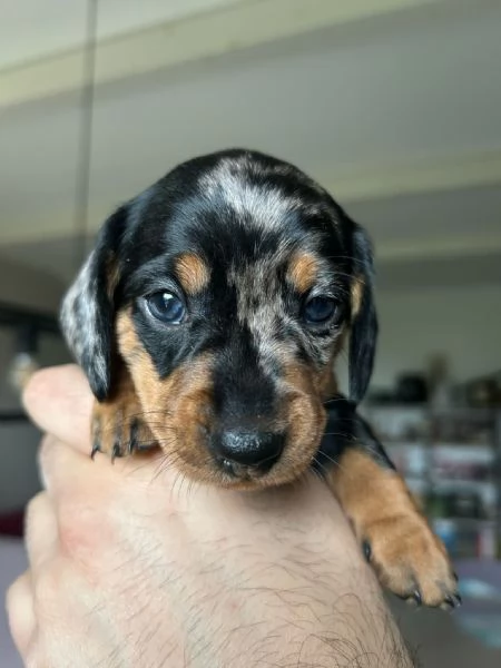 Bassotti nani arlecchino silver | Foto 14