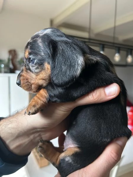 Bassotti nani arlecchino silver | Foto 13