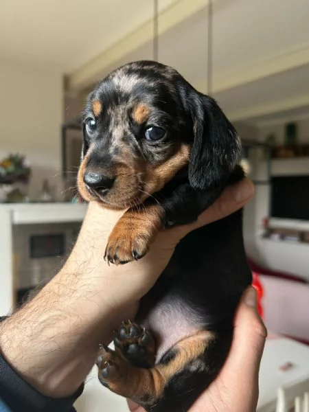 Bassotti nani arlecchino silver