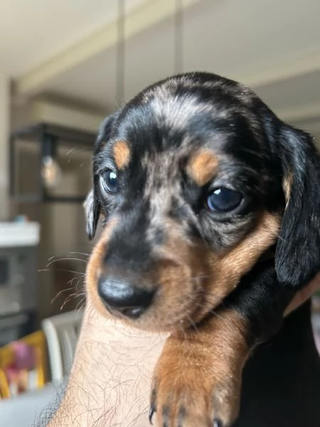 Bassotti nani arlecchino silver | Foto 12